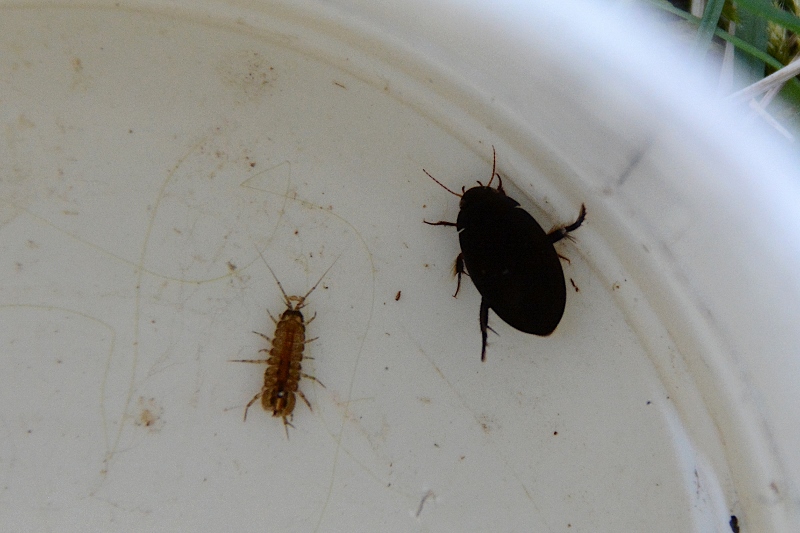 Hydrochara caraboides? No, Ditiscide con Crostaceo Isopode